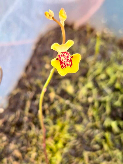 Utricularia fulva