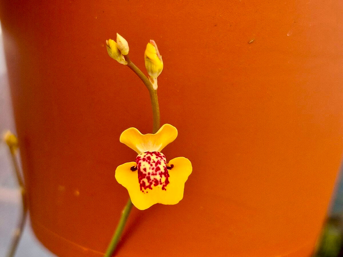 Utricularia fulva