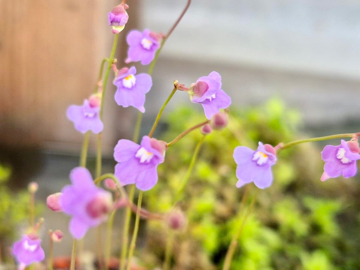 Utricularia tridentata, plante carnivore à fleurs mauves