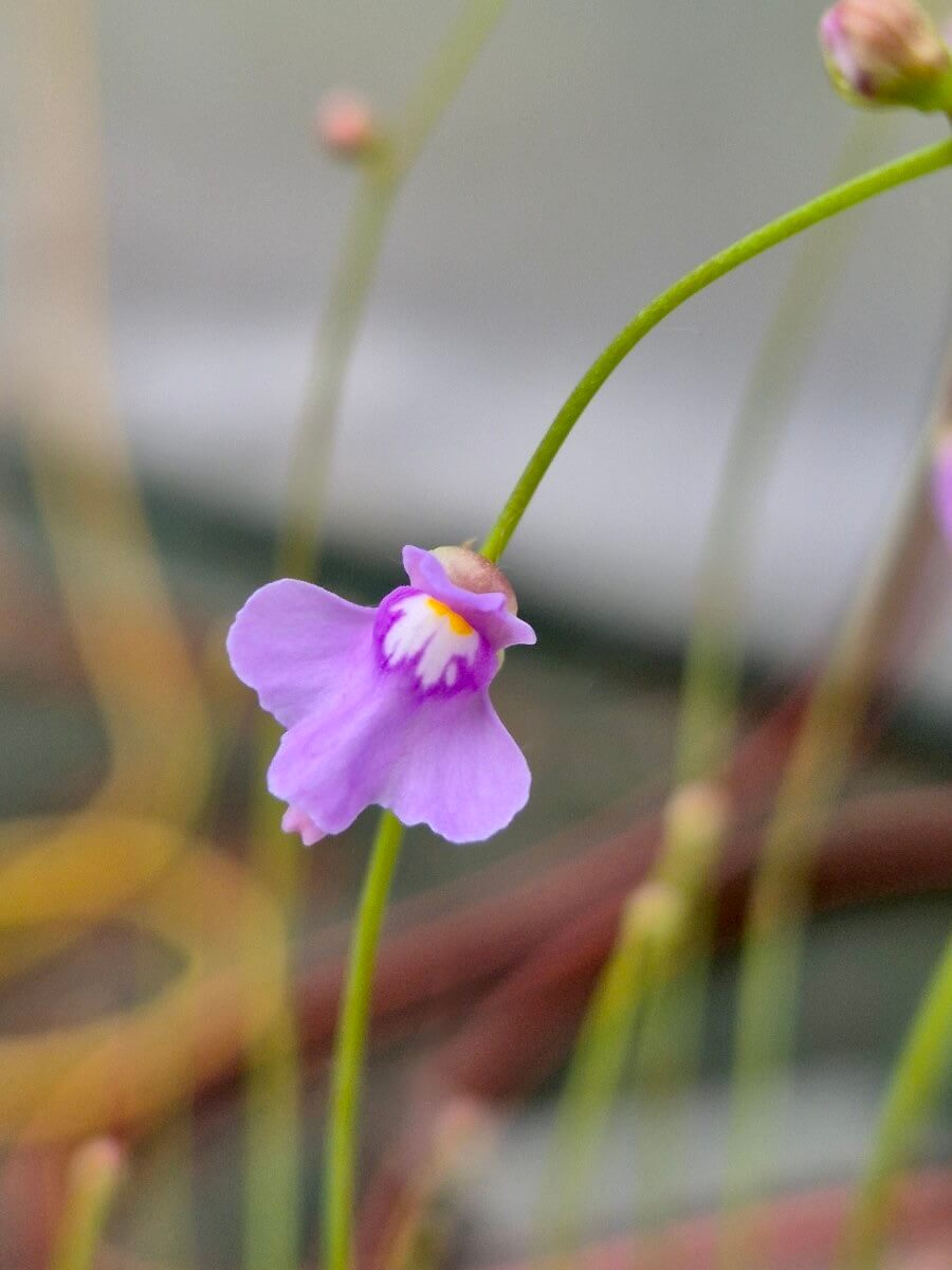 Utricularia tridentata en fleur, plante carnivore facile à cultiver