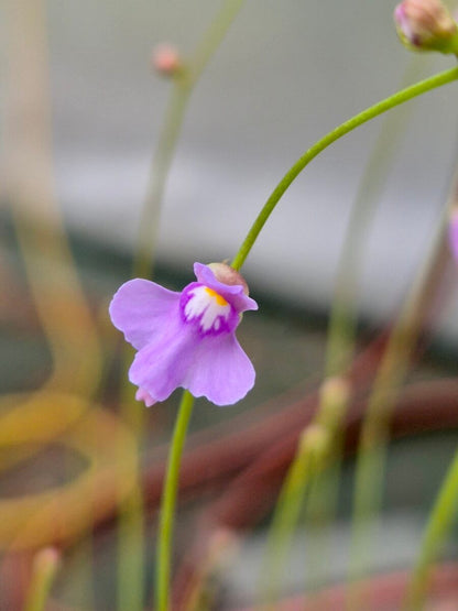 Utricularia tridentata en fleur, plante carnivore facile à cultiver