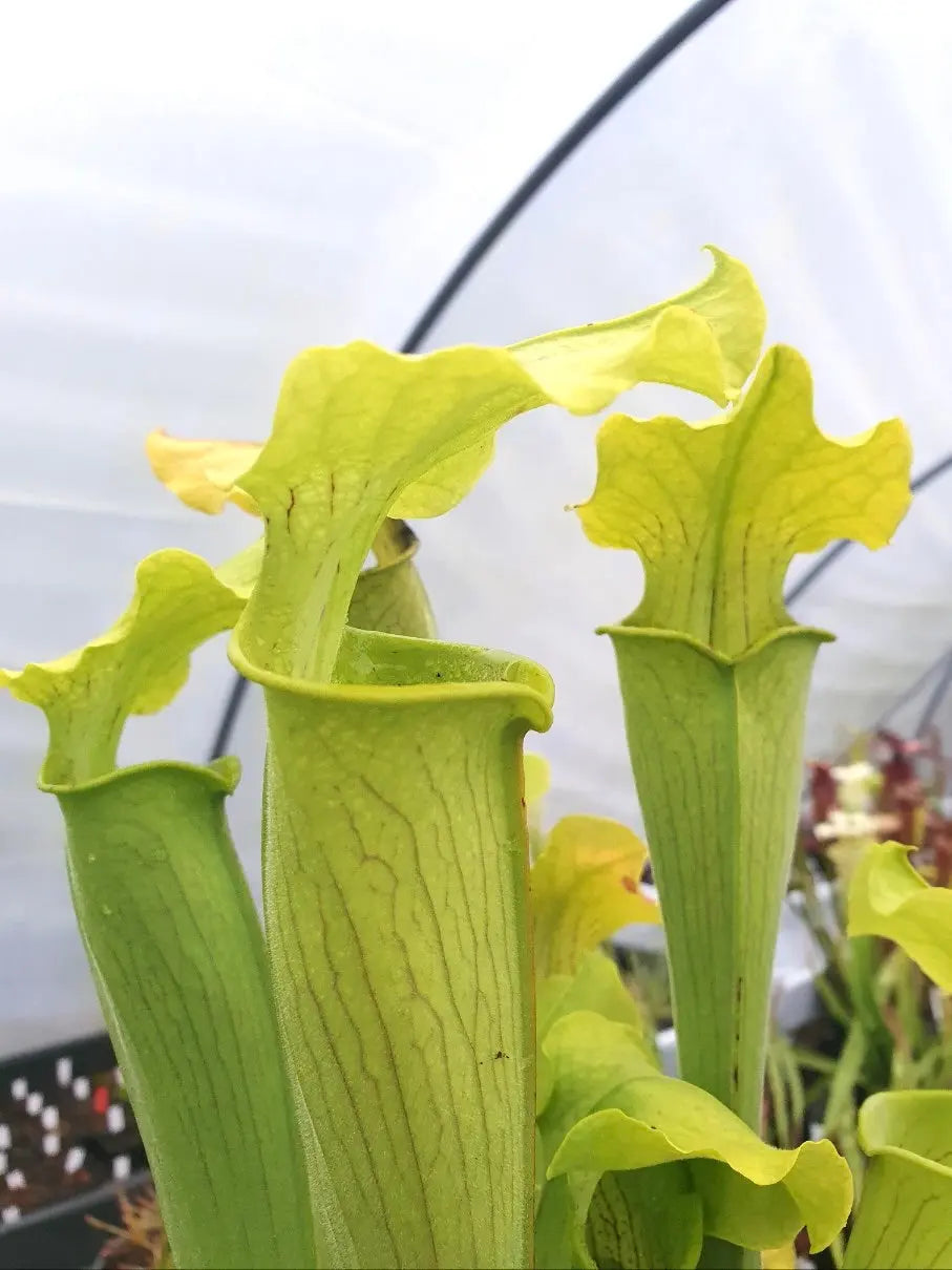 Sarracenia rubra ssp. alabamensis détail des poils veloutés