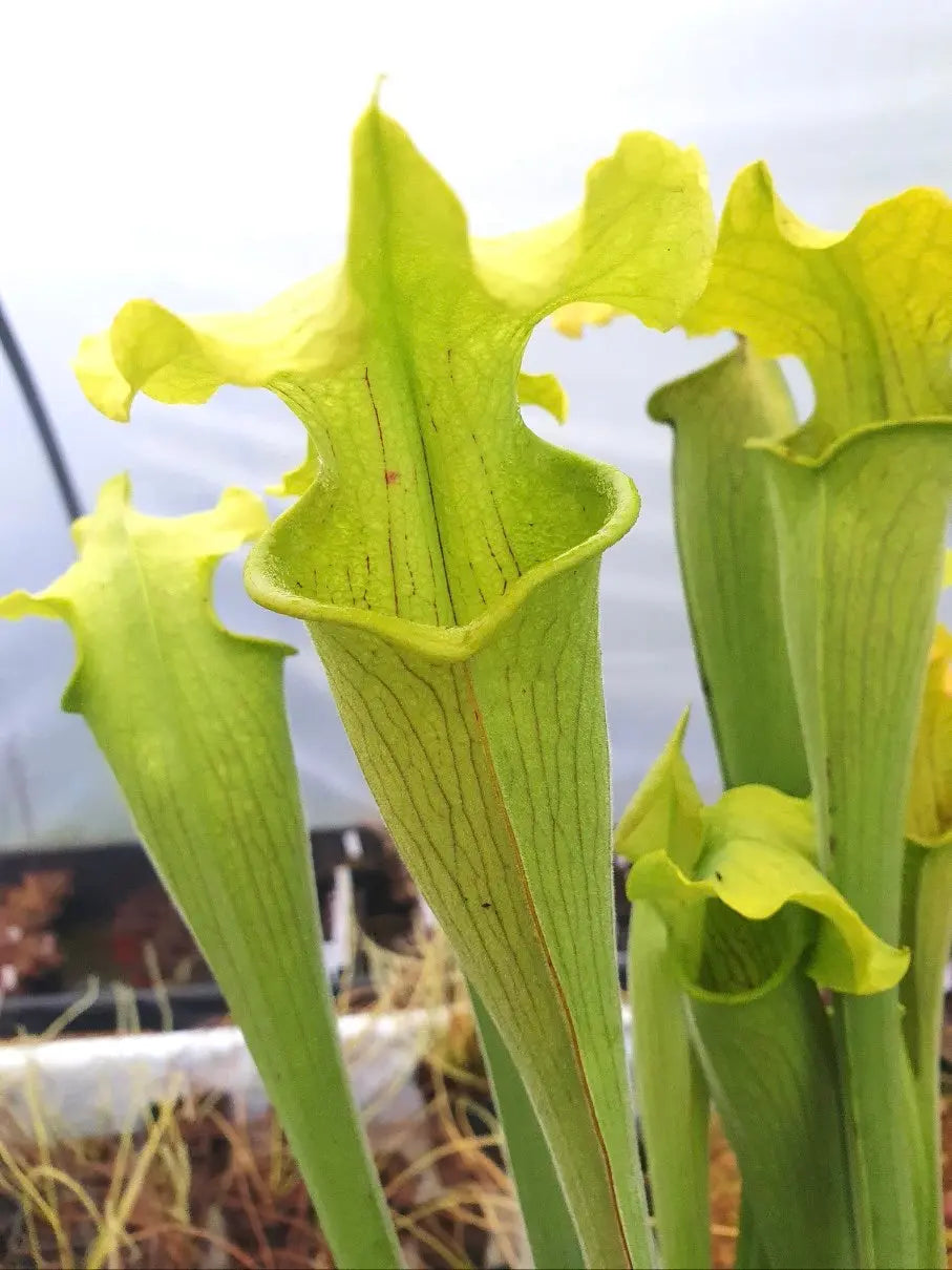 Sarracenia rubra ssp. alabamensis dans son pot