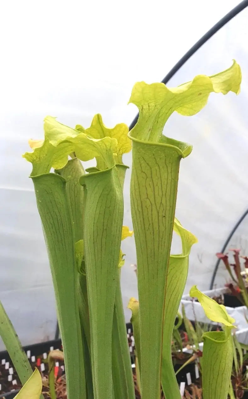 Sarracenia rubra ssp. alabamensis en culture