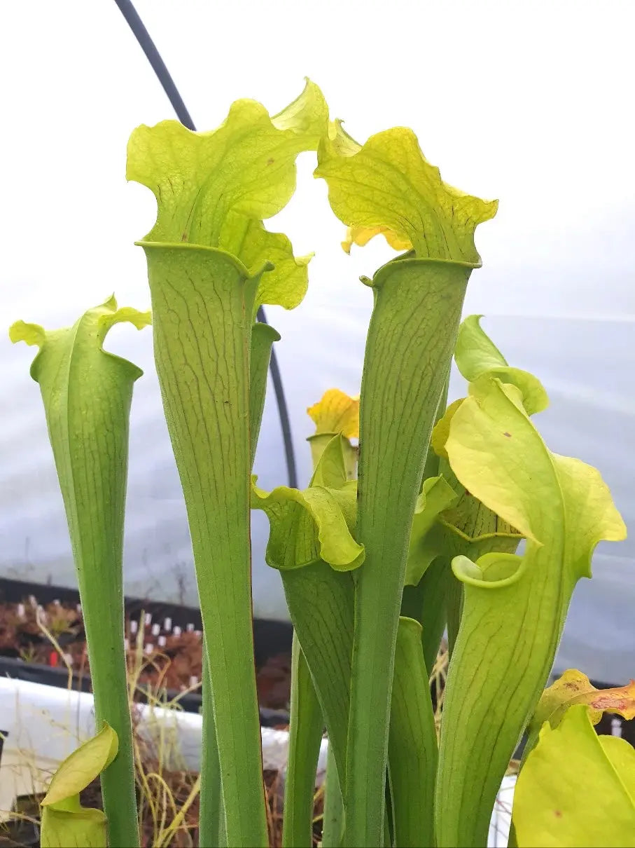 Sarracenia rubra ssp. alabamensis gros plan sur les urnes
