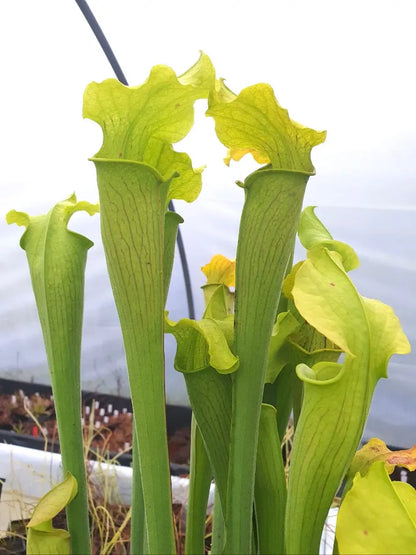 Sarracenia rubra ssp. alabamensis gros plan sur les urnes