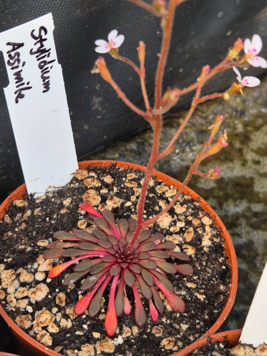 Stylidium assimile dans son pot