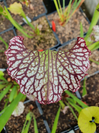 Sarracenia 'Bella' à la pépinière Carnivore de Sologne