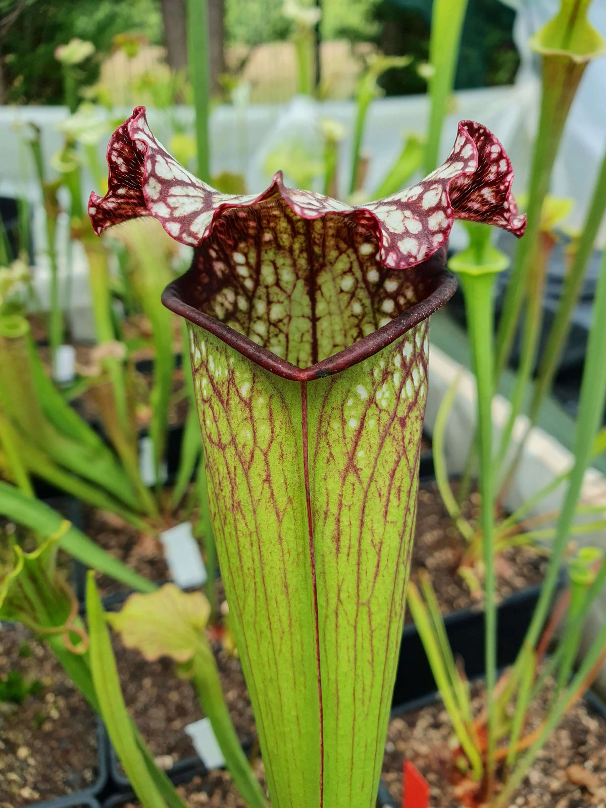 Sarracenia 'Bella' dans son pot