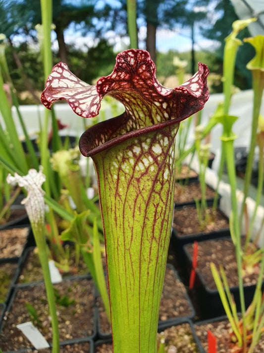 Sarracenia 'Bella' urnes vertes veinées de pourpre