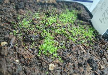 Graines de Drosera capensis 'Albino' CARNIVORE DE SOLOGNE
