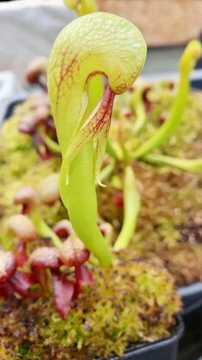 Darlingtonia californica CARNIVORE DE SOLOGNE