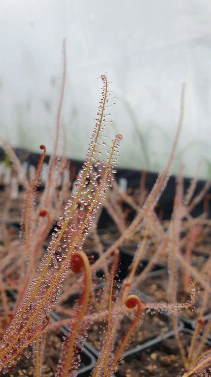 Drosera filiformis "All Red" CARNIVORE DE SOLOGNE