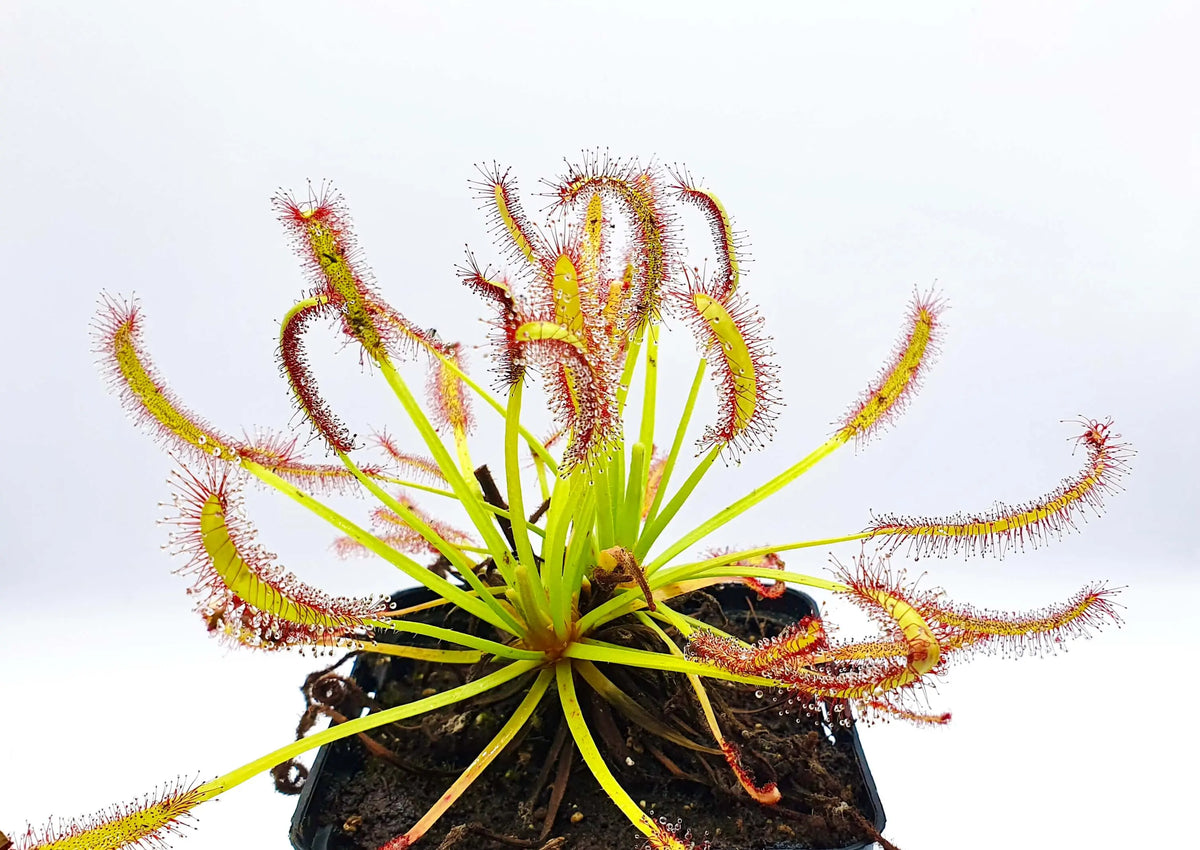 Drosera capensis "Stellenbosch" et ses feuilles tentacules