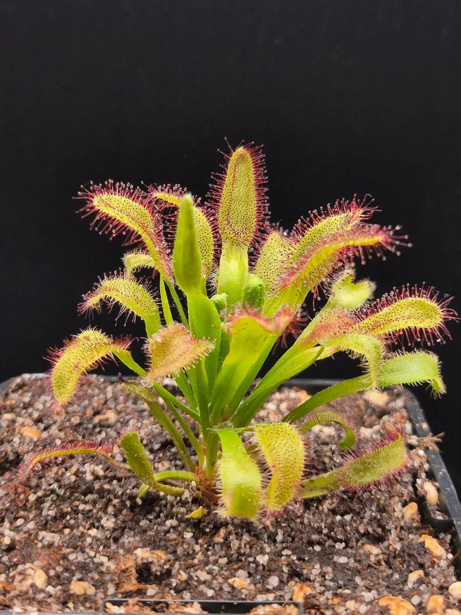 Drosera x 'Hercules' CARNIVORE DE SOLOGNE