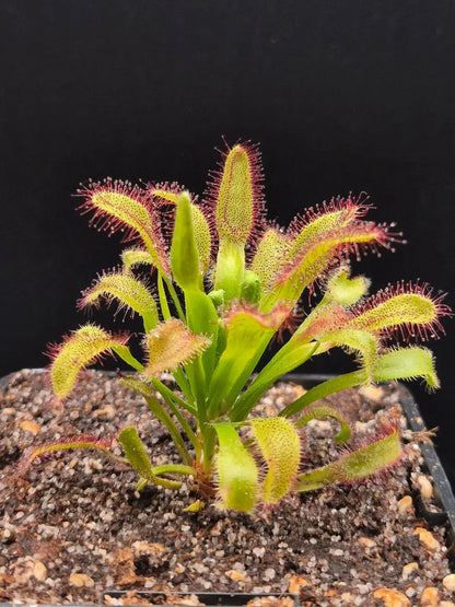 Drosera x 'Hercules' CARNIVORE DE SOLOGNE