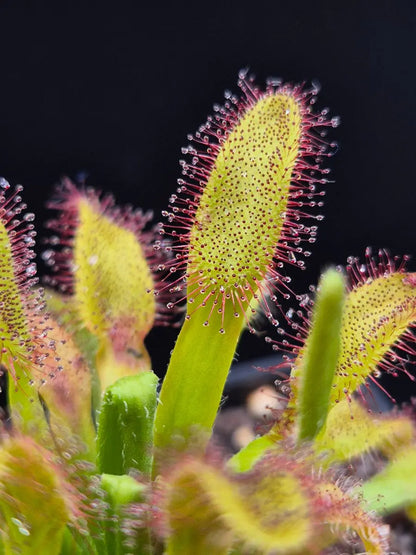 Drosera x 'Hercules' CARNIVORE DE SOLOGNE