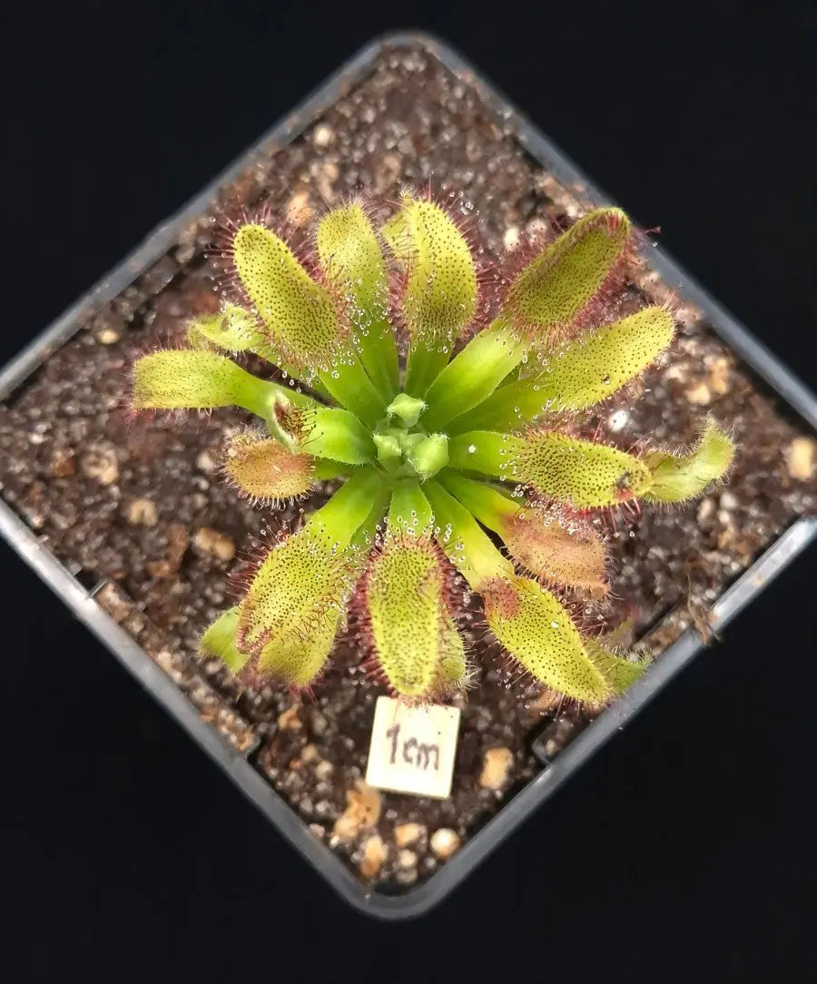 Drosera x 'Hercules' CARNIVORE DE SOLOGNE