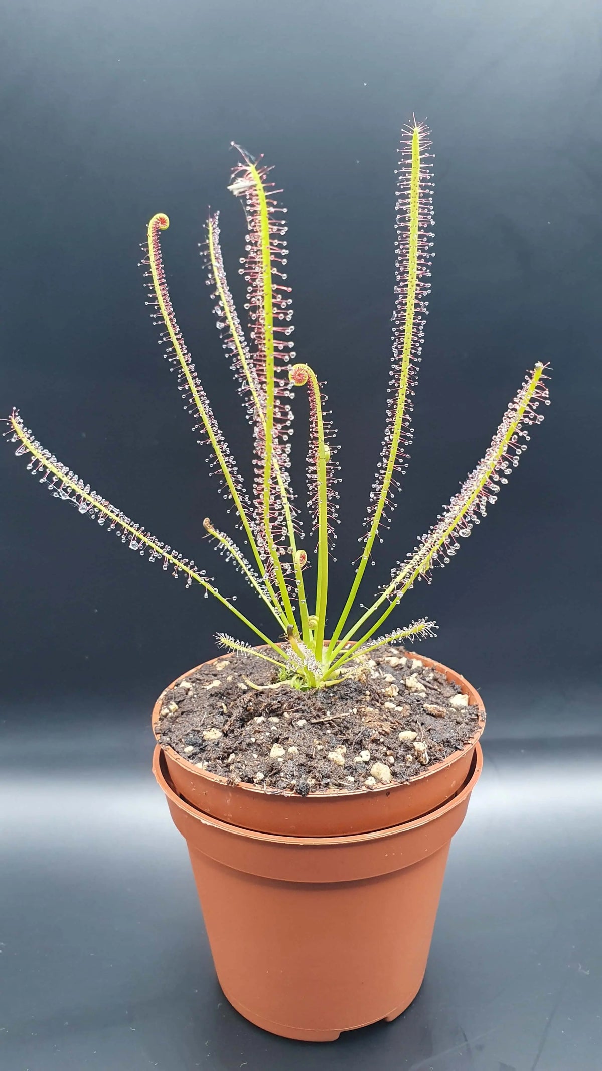 Drosera x hybrida gros plan sur les feuilles tentacules