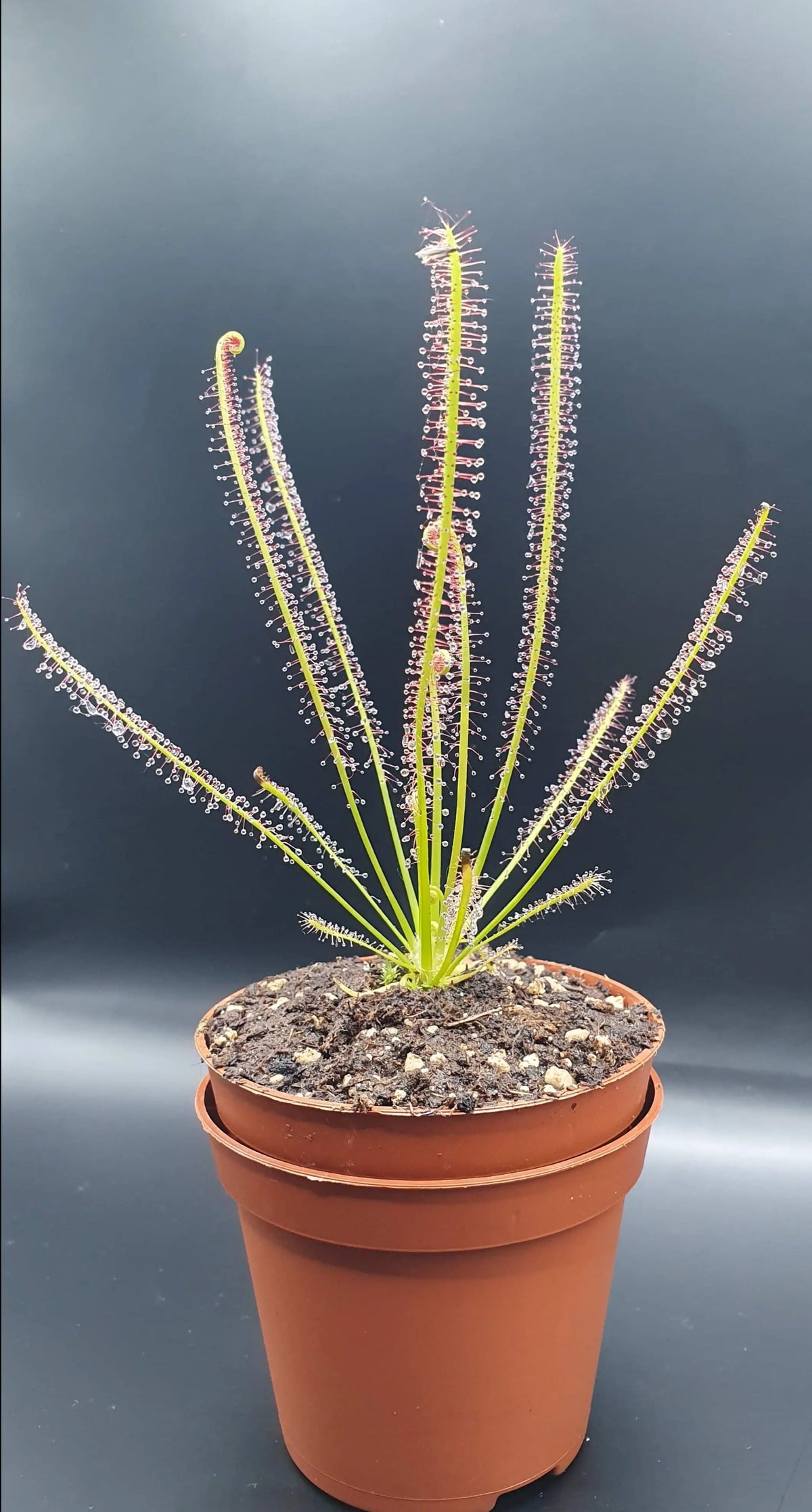Drosera x hybrida et ses feuilles tentacules