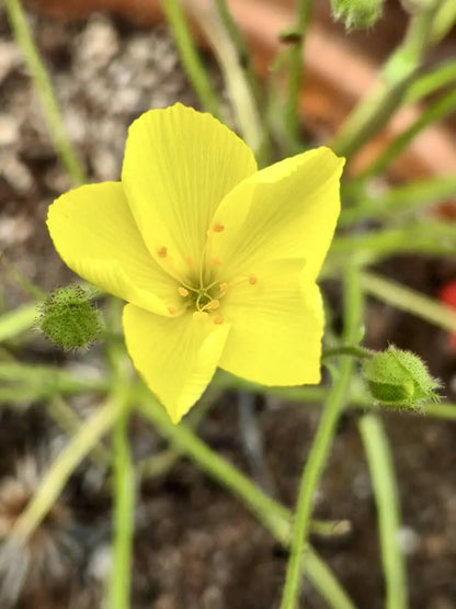 Drosophyllum lusitanicum CARNIVORE DE SOLOGNE