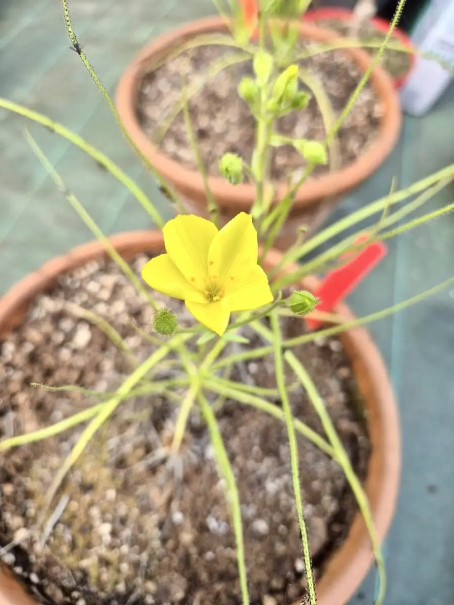 Drosophyllum lusitanicum CARNIVORE DE SOLOGNE
