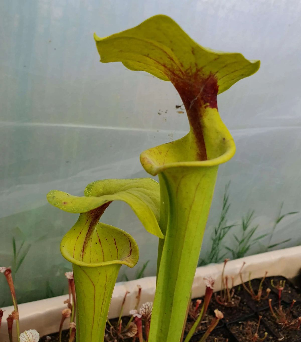 Sarracenia flava var. flava Purple Throat à la pépinière Carnivore de Sologne