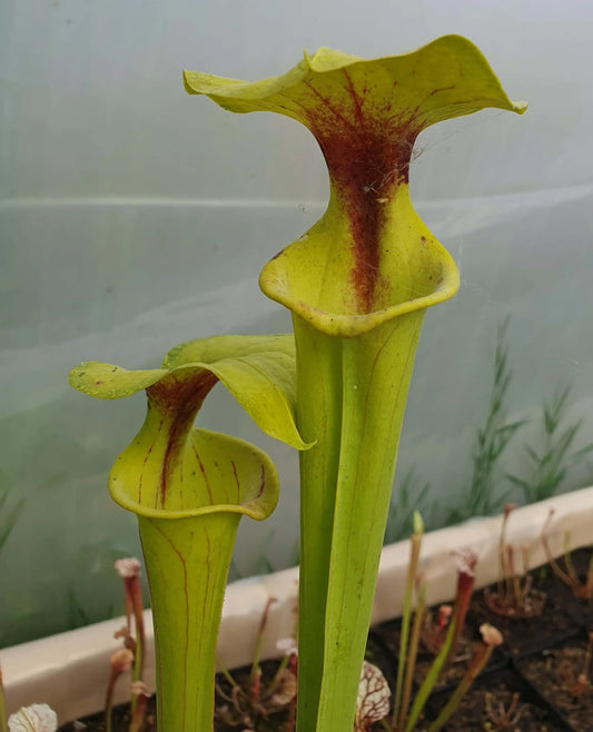 Sarracenia flava var. flava Purple Throat urne jaune gorge pourpre