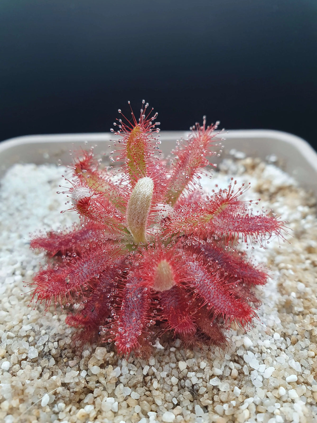 Drosera graomogolensis CARNIVORE DE SOLOGNE