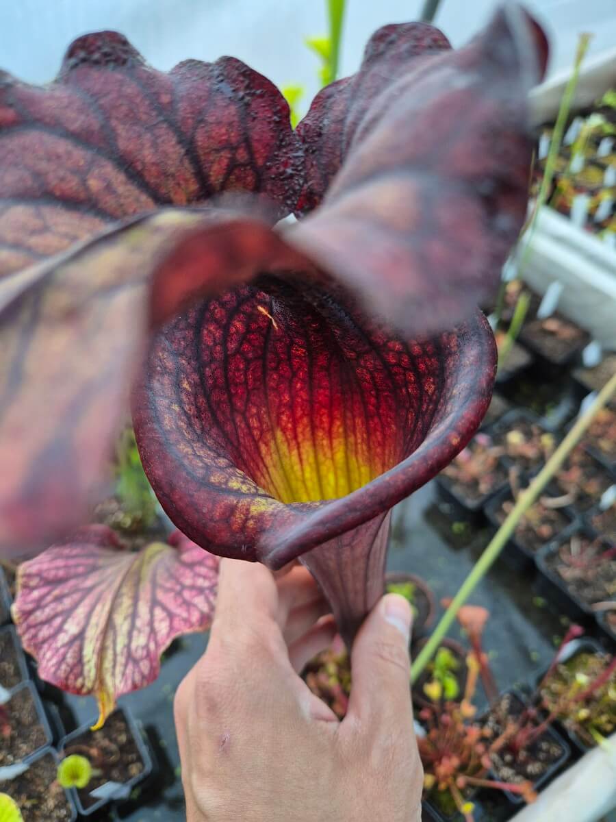 Sarracenia 'Hades'