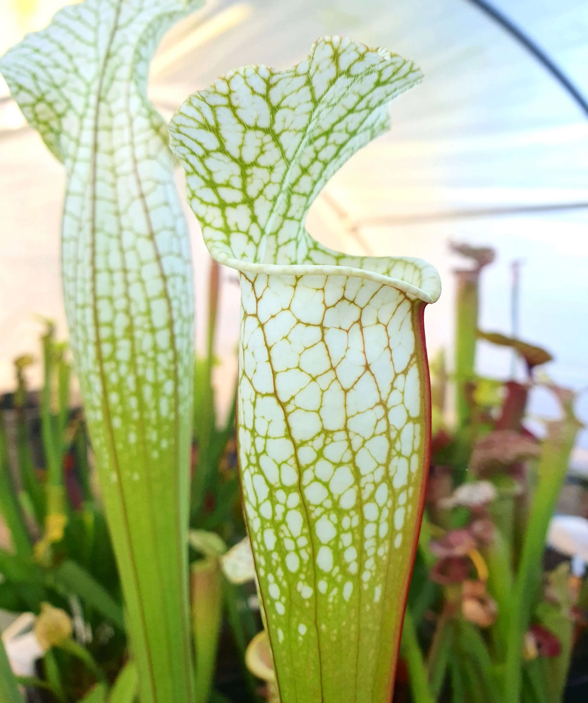 Sarracenia Hurricane Creek White clone F dans son pot