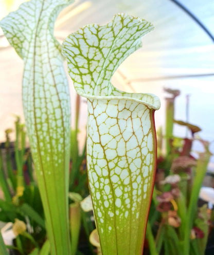Sarracenia Hurricane Creek White clone F dans son pot
