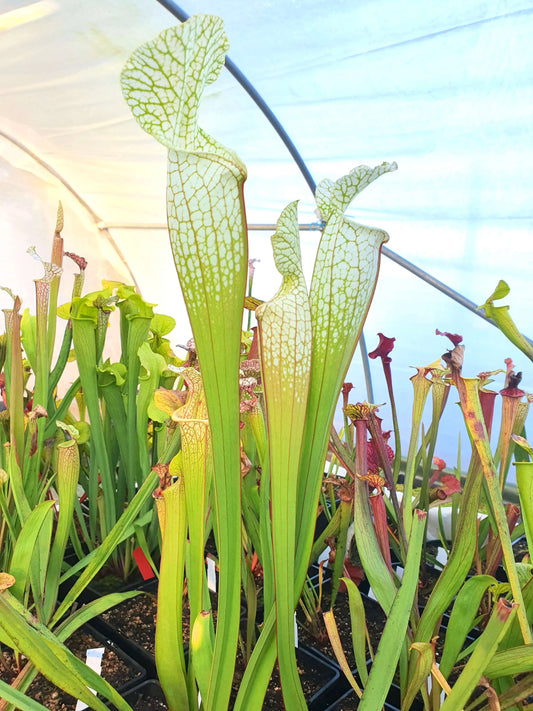 Sarracenia Hurricane Creek White clone F urnes blanches