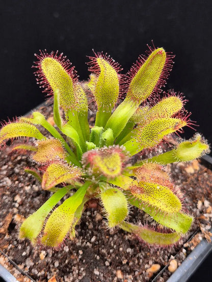 Drosera x 'Hercules' CARNIVORE DE SOLOGNE