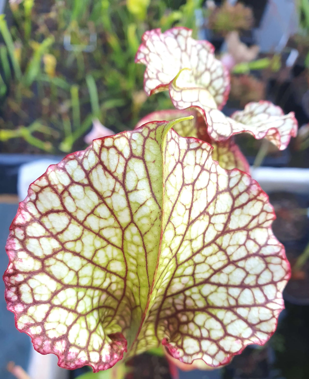 Sarracenia 'Leah Wilkerson' Walton County à la pépinière Carnivore de Sologne