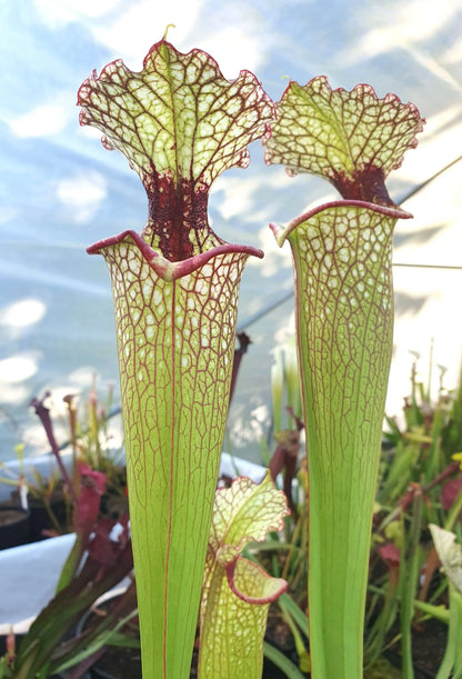 Sarracenia 'Leah Wilkerson' Walton County urnes
