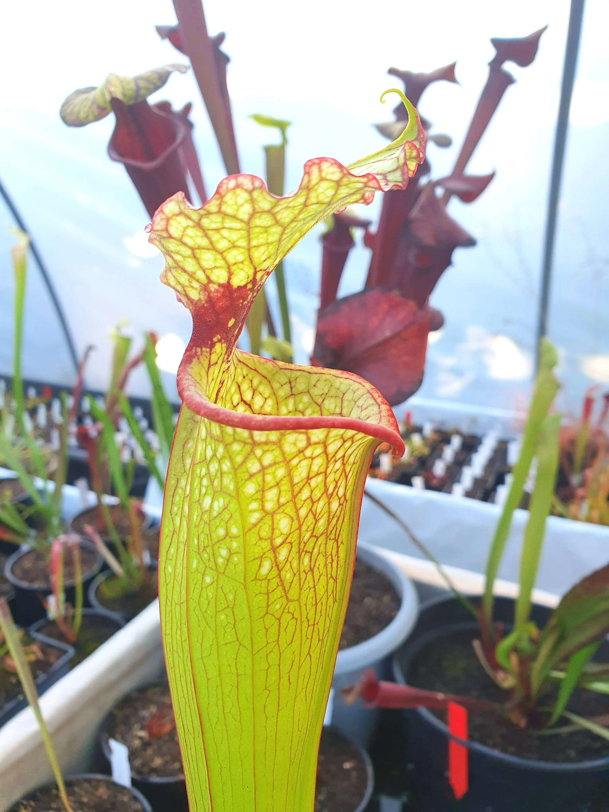 Sarracenia 'Leah Wilkerson' Walton County dans son pot