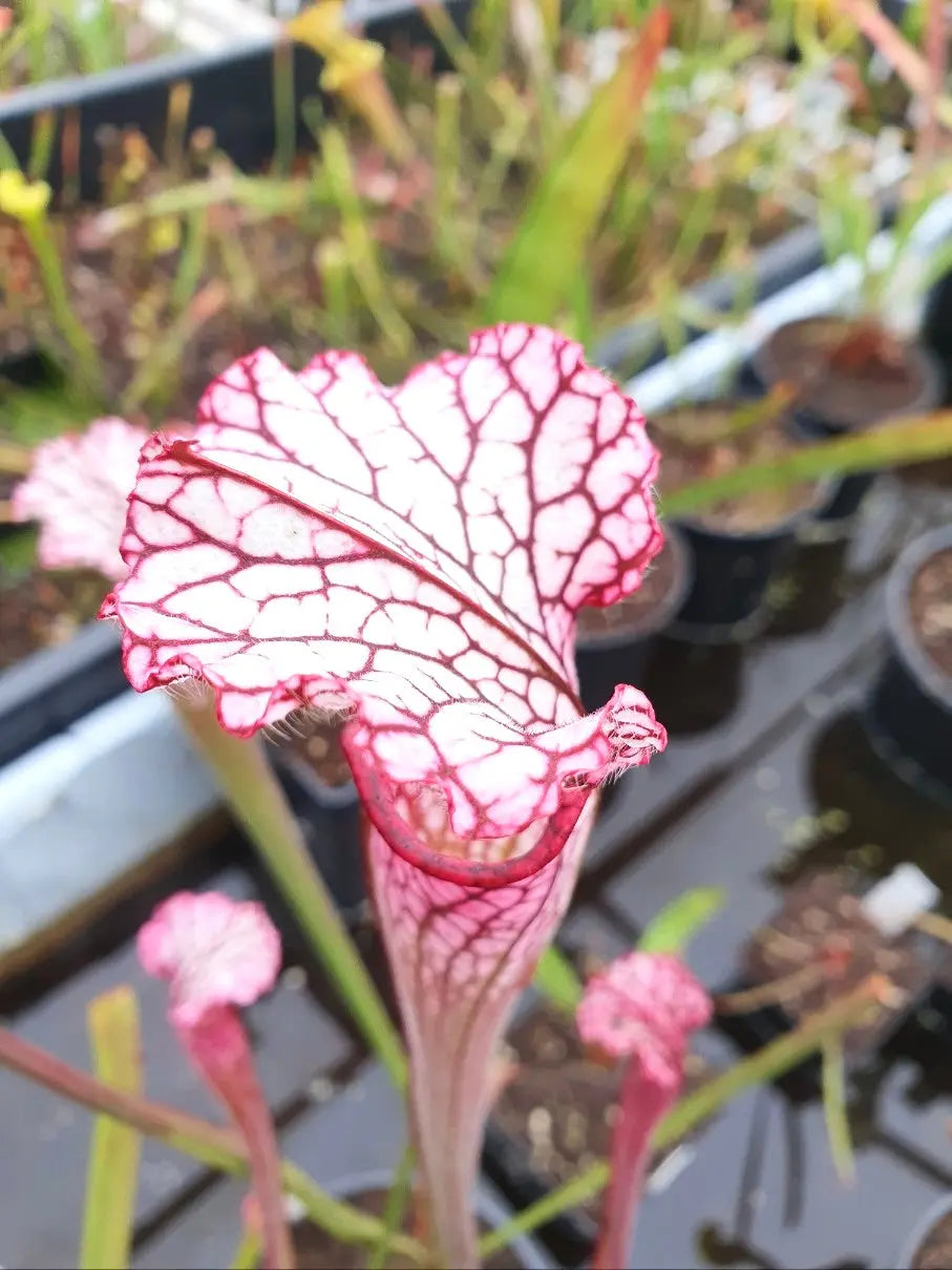 Sarracenia leucophylla red/pink tube Perdido gros plan sur les urnes