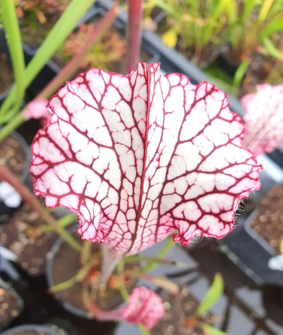 Sarracenia leucophylla red/pink tube Perdido nuances blanches et roses