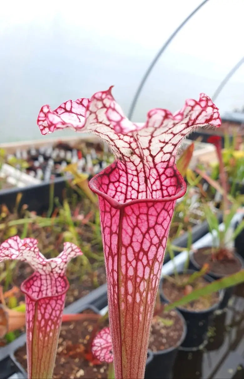 Sarracenia leucophylla red/pink tube Perdido dans son pot