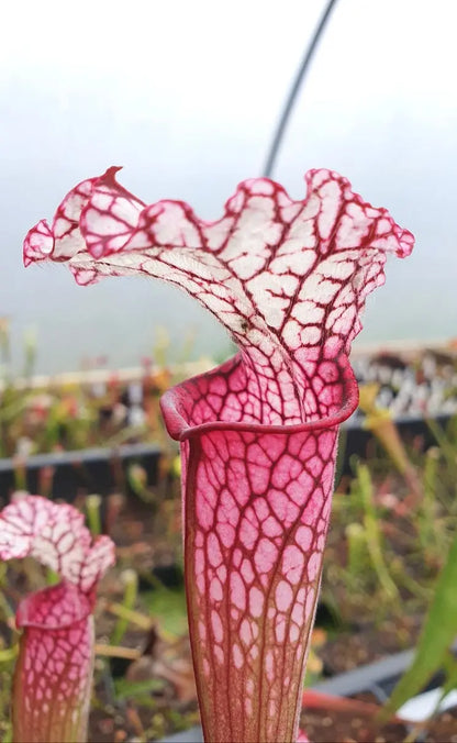 Sarracenia leucophylla red/pink tube Perdido en fleur