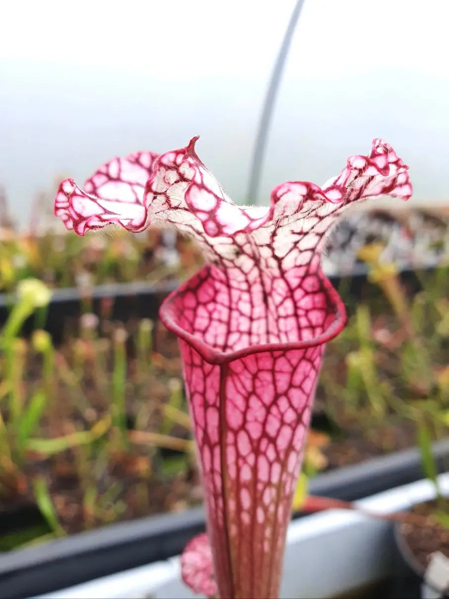 Sarracenia leucophylla red/pink tube Perdido avec ses belles couleurs à la serre