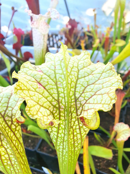 Sarracenia 'Leviathan' à la pépinière Carnivore de Sologne