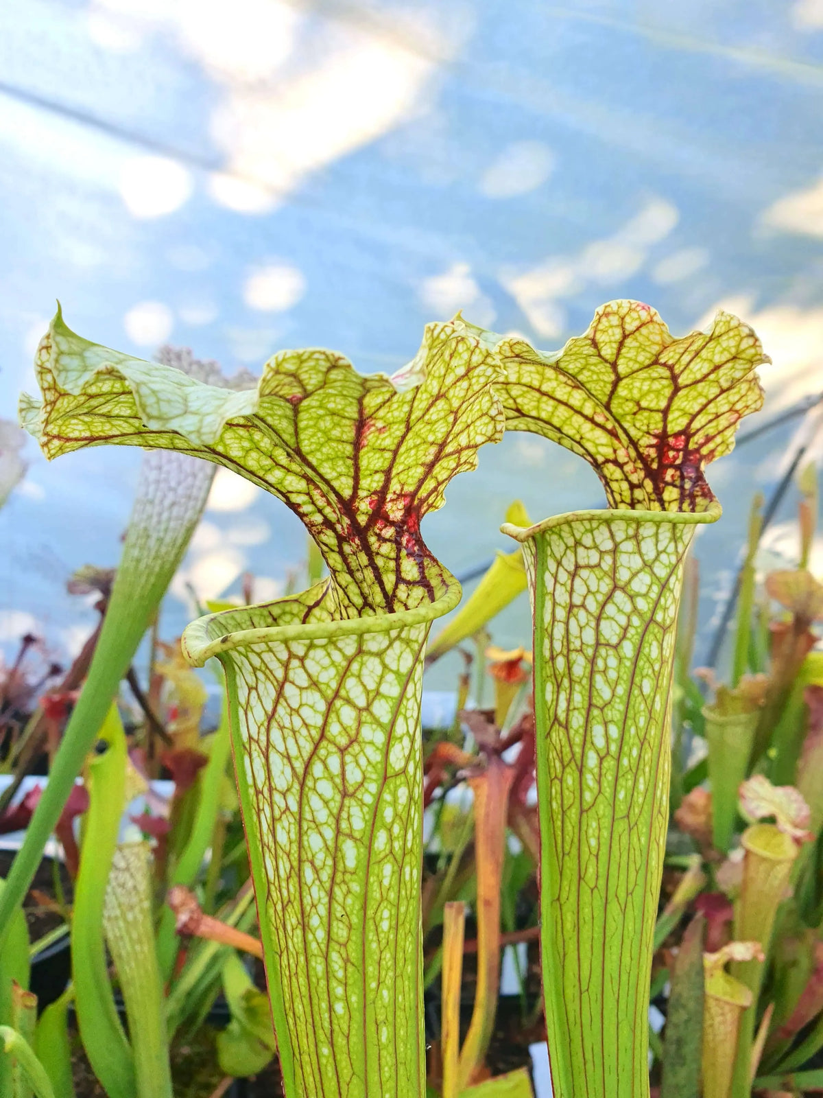 Sarracenia 'Leviathan' dans son pot