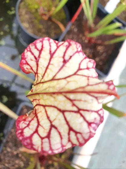Sarracenia 'Lynda Butt' H10MK à la pépinière Carnivore de Sologne
