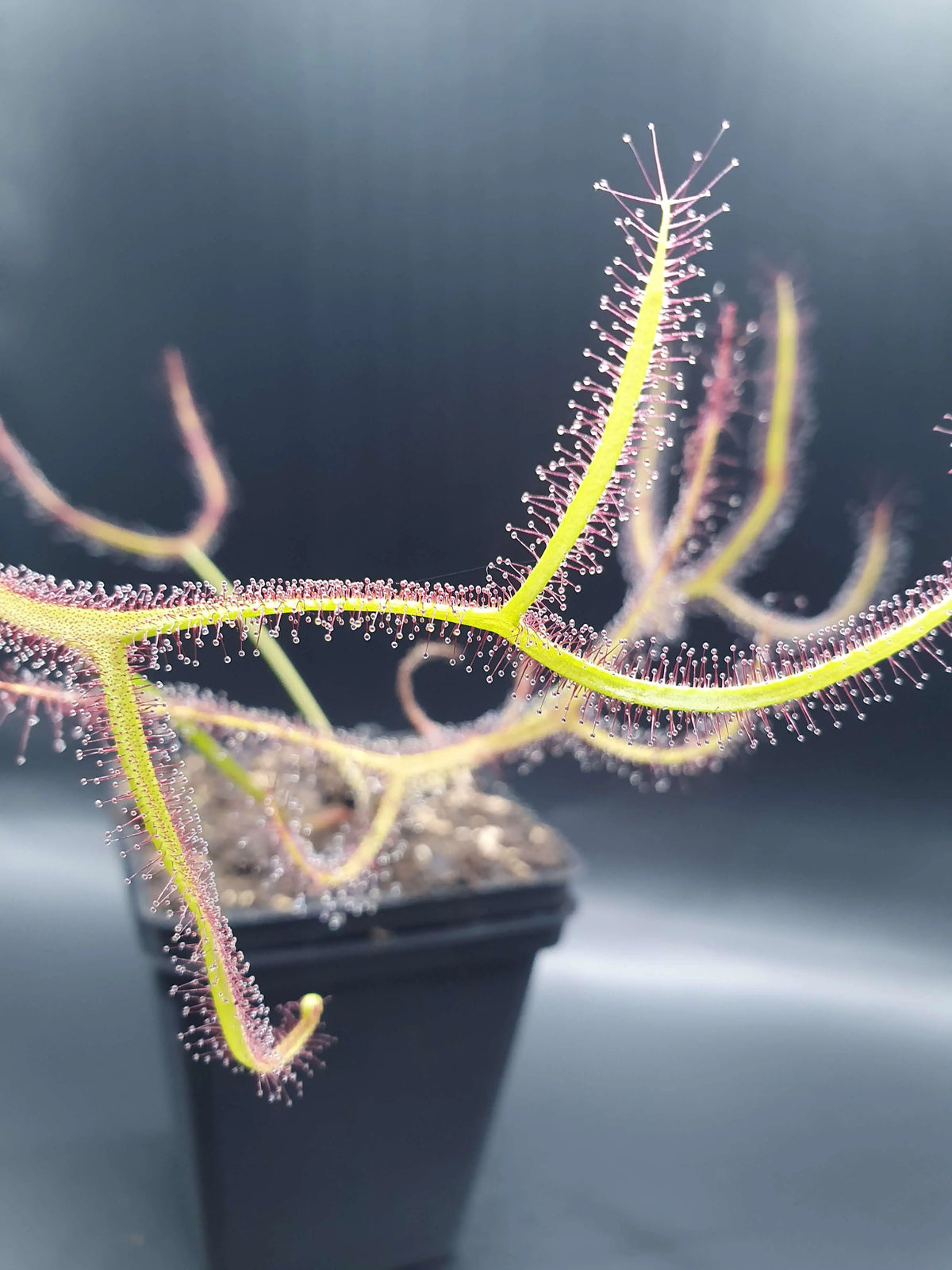 Drosera binata 'Marston Dragon' CARNIVORE DE SOLOGNE
