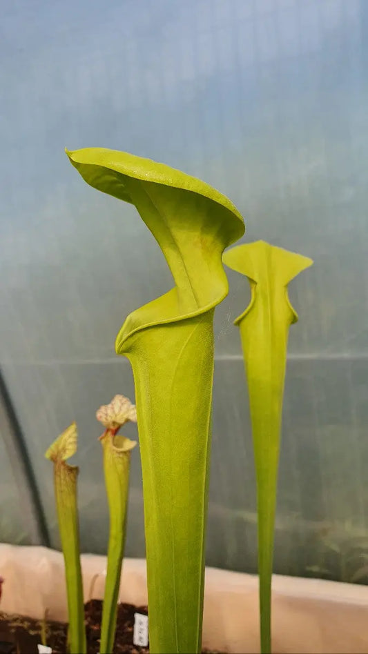 Sarracenia flava var. Maxima grande urne jaune
