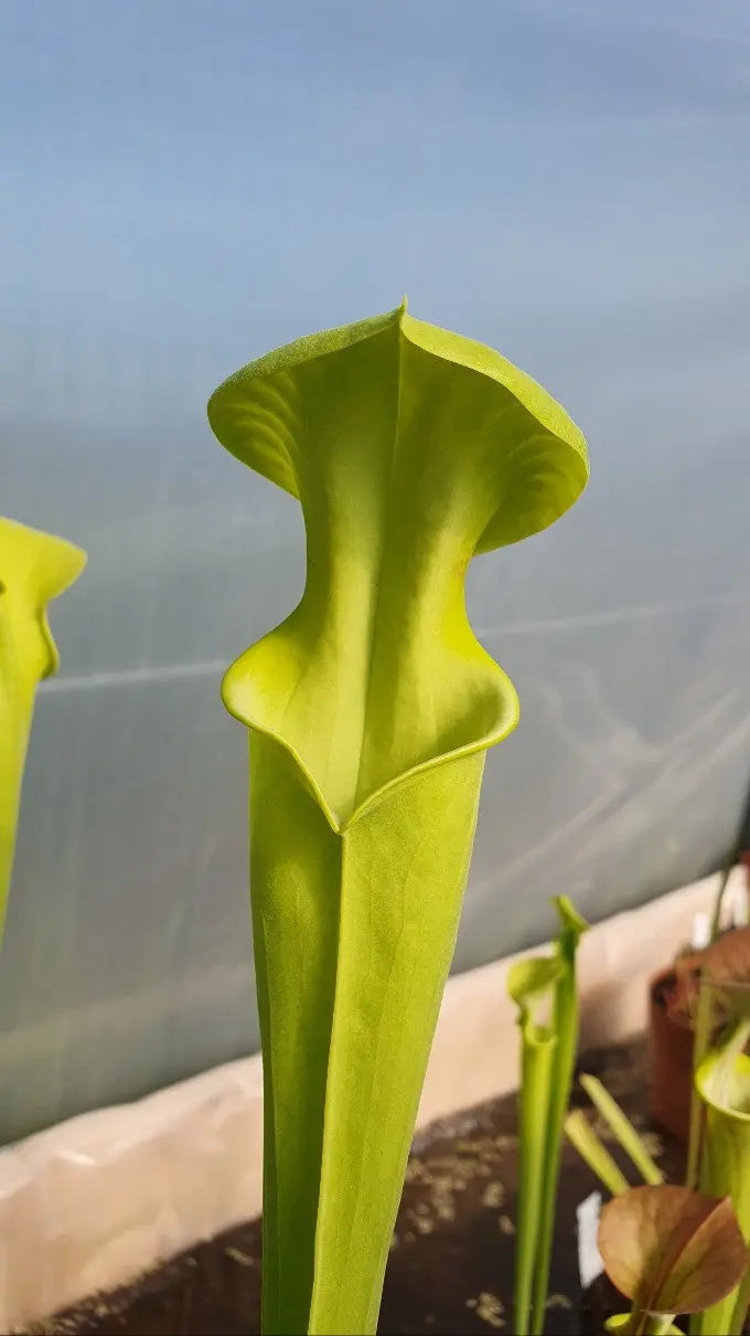 Sarracenia flava var. Maxima à la pépinière Carnivore de Sologne