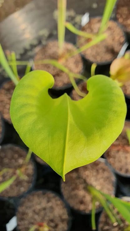 Sarracenia flava var. Maxima dans son pot