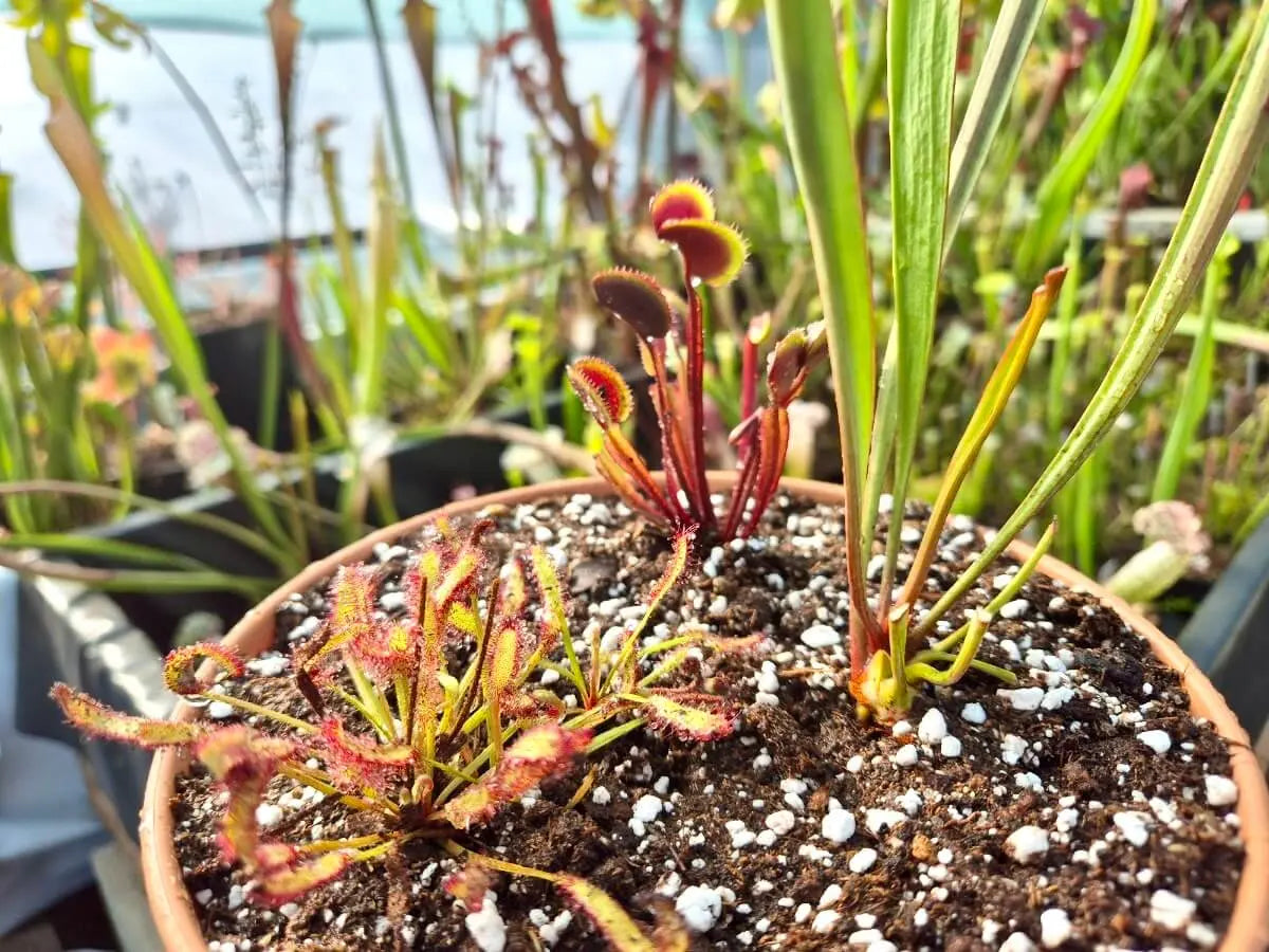 Kit mini-tourbière – 3 Plantes Carnivores + Envoi Gratuit CARNIVORE DE SOLOGNE